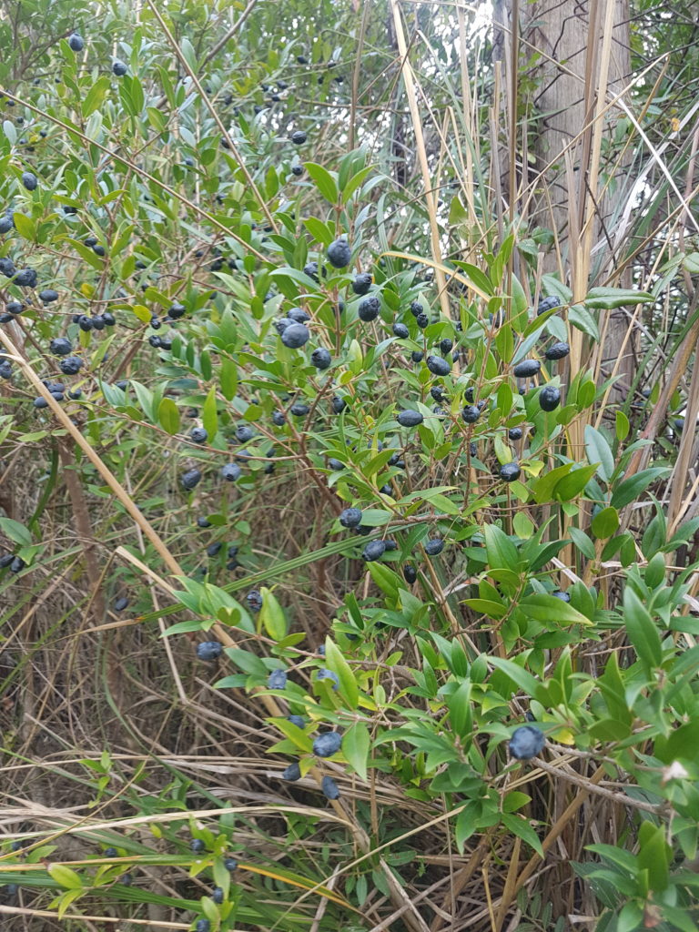 Il Liquore al Mirto Calabrese